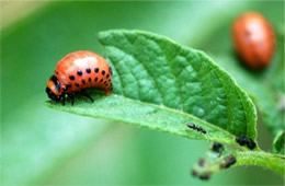 Leptinotarsa decemlineata - Colorado Potato Beetle Larva