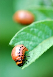 Leptinotarsa decemlineata - Colorado Potato Beetle Larva