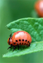 Leptinotarsa decemlineata - Colorado Potato Beetle Larva