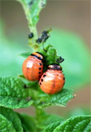 Leptinotarsa decemlineata - Colorado Potato Beetle Larvae