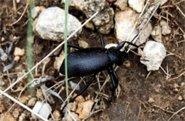 Darkling Beetle