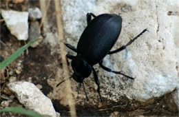 Darkling Beetle