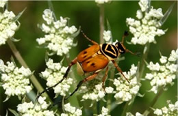 Trigonopeltastes delta - Delta Flower Scarab