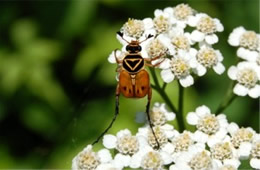 Trigonopeltastes delta - Delta Flower Scarab