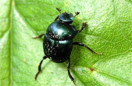 dung beetle