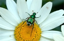 Trichiotinus lunulatus - Emerald Flower Scarab