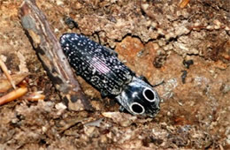 Alaus oculatus - Eyed Click Beetle