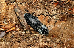 Alaus oculatus - Eyed Click Beetle