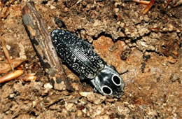 Alaus oculatus - Eyed Click Beetle