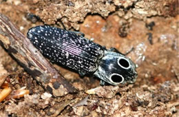 Alaus oculatus - Eyed Click Beetle