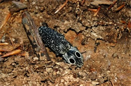 Alaus oculatus - Eyed Click Beetle