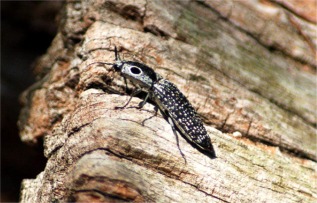 Alaus oculatus - Eyed Click Beetle