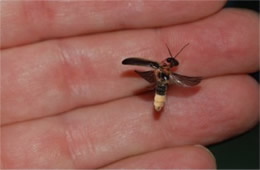 firefly in flight