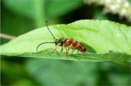 flower longhorn beetle