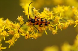 flower longhorn beetle