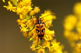 flower longhorn beetle