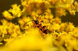 flower longhorn beetle