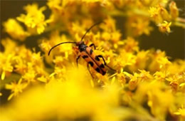 flower longhorn beetle