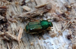 flower scarab beetle