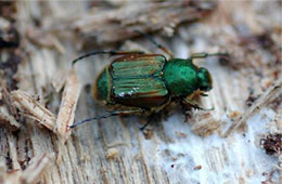 flower scarab beetle