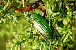 Chrysina gloriosa - Glorious Beetle