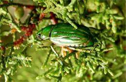 Chrysina gloriosa - Glorious Beetle