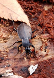 Carabus goryi - Ground Beetle