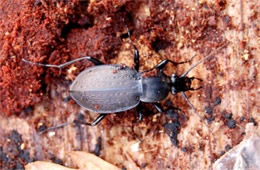 Carabus goryi - Ground Beetle