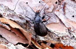 Carabus goryi - Ground Beetle