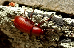 Carabidae - Ground Beetle