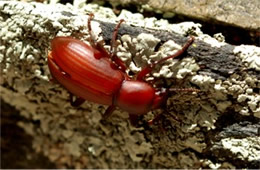 Carabidae - Ground Beetle