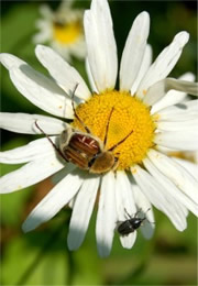 Trichiotinus - Hairy Flower Scarab and Weevil