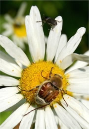 Trichiotinus - Hairy Flower Scarab and Weevil