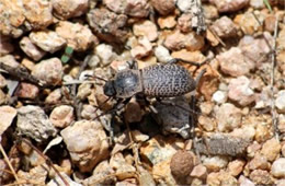 Cryptoglossa variolosa - Death-feigning Beetle