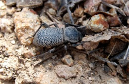 Cryptoglossa variolosa - Death-feigning Beetle