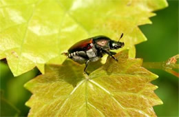 Popilla japonica - Japanese Beetle