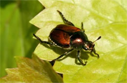 Popilla japonica - Japanese Beetle