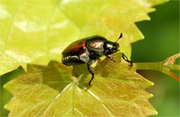 Popilla japonica - Japanese Beetle