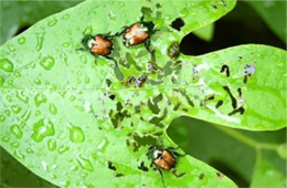 Popilla japonica - Japanese Beetle Eating Sassafras Leaf