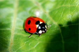 lady bird beetle