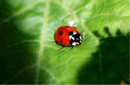 lady bird beetle