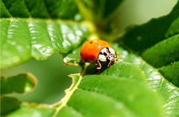 lady bird beetle