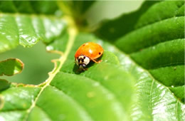 lady bird beetle