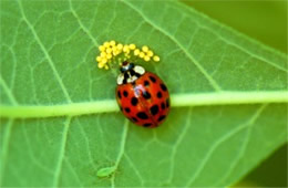 Harmonia axyridis - ladybird beetle eating insect eggs