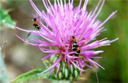 Leaf Beetles