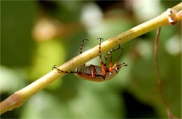 Leaf Chafer Beetle