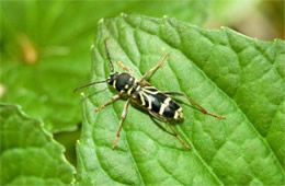 longhorn beetle