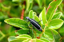 Epicauta pestifera - Margined Blister Beetle