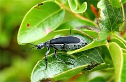 Epicauta pestifera - Margined Blister Beetle