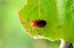 Anomoea laticlavia - Persimmon Leaf Beetle